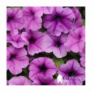 Trailing Habit Dense Mass of Blooms 10 seeds Caribou Seed Company: TIDAL WAVE 'PURPLE' Petunia Seeds Fresh Seed Trailing Habit Dense Mass of Blooms 10 seeds Caribou Seed Company: TIDAL WAVE 'PURPLE' Petunia Seeds Fresh Seed