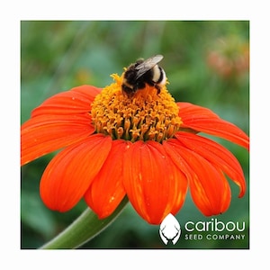 Annual: TITHONIA &#39;MEXICAN SUNFLOWER&#39; - 50 seeds - 6 Ft. Tall *Attracts Hummingbirds, Monarch Butterflies & Bees*