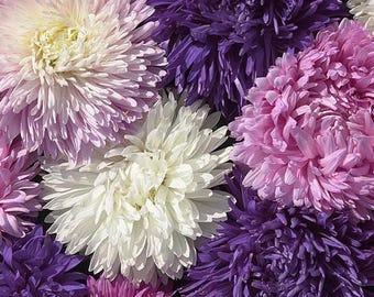 CARIBOU SEED COMPANY | King Size Aster Mix | Annual | 50-60 Seeds | Callistephus chinensis | Fresh Canadian Seed | Heirloom Variety