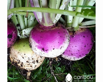 VEGETABLE: TURNIP 50-60 Erbstück Samen 'Purple Top White Globe' frische Samen, hohe Qualität & Bio - GVO Frei