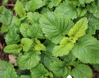 HERB: ORGANIC Lemon Balm - 100 Seeds - Yummy Treat 4 Kitty! Attracts Bees - Easy To Grow, High Germination
