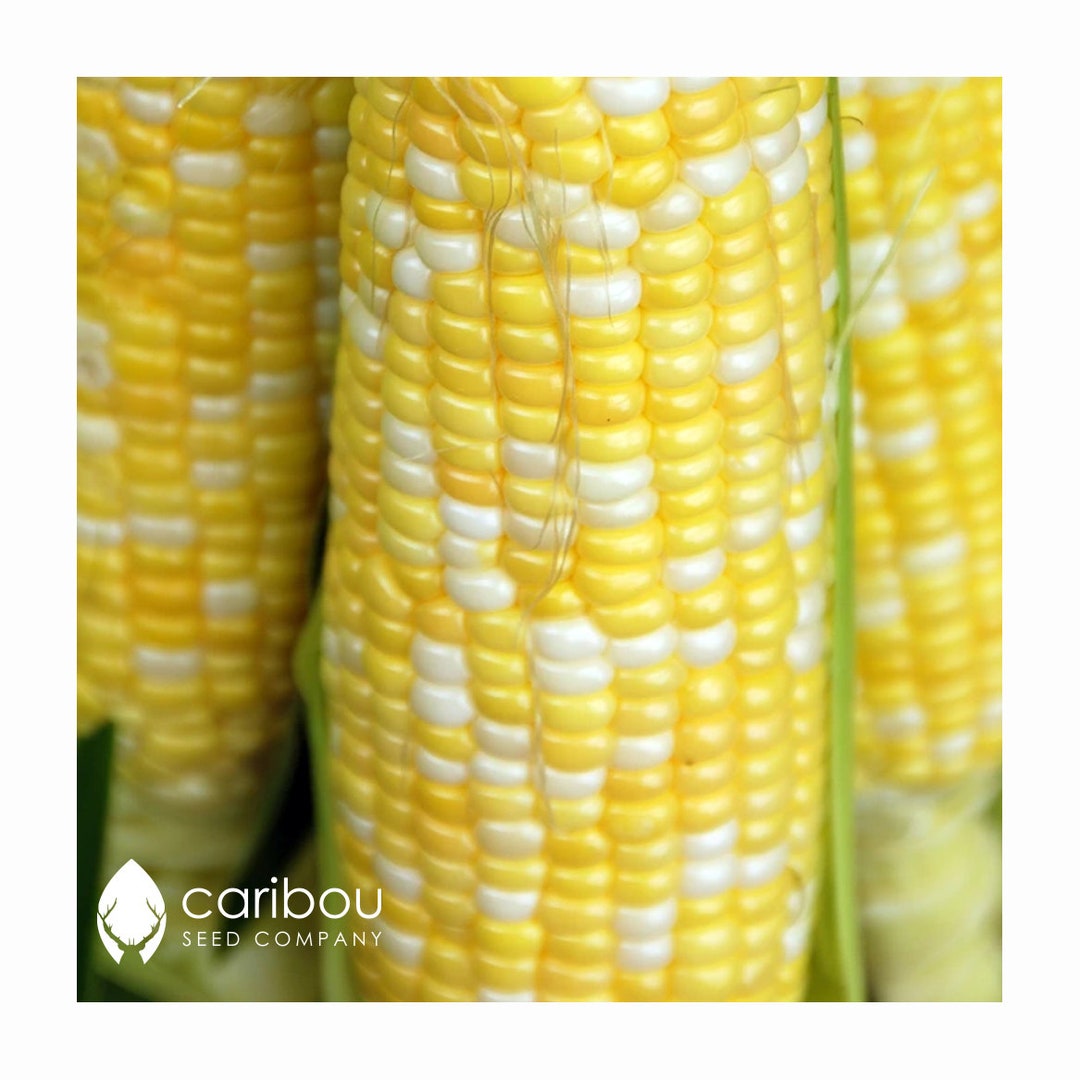 VEGETABLE Peaches and Cream CORN 20 Seeds Extremely Etsy Canada