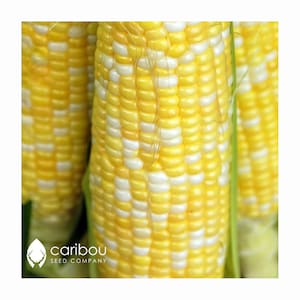 VEGETABLE: Peaches and Cream CORN - 20 Seeds - Extremely Sweet! Amazing Flavour - Fresh Seed
