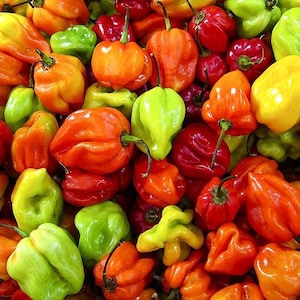 VEGETABLE | SCOTCH BONNET Pepper | 35 - 40 Seeds | Fresh Organic Seed | Extremely Hot Pepper | Jamaican, Caribbean Cuisine