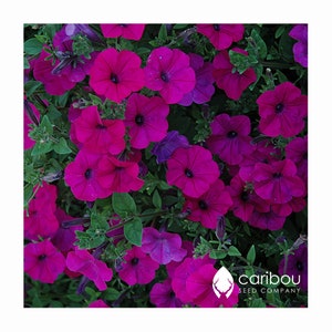 Pode incluir: Um close-up de uma flor de petúnia roxa vibrante. A flor tem uma floração delicada em forma de trombeta de um tom roxo intenso. As pétalas são macias e aveludadas, e a flor é cercada por uma folhagem verde exuberante.