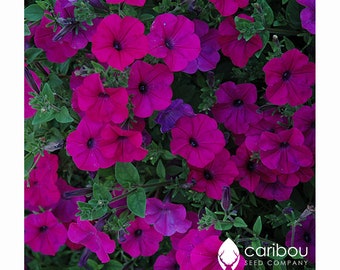Trailing Habit Dense Mass of Blooms 10 seeds Caribou Seed Company: TIDAL WAVE 'PURPLE' Petunia Seeds Fresh Seed Trailing Habit Dense Mass of Blooms 10 seeds Caribou Seed Company: TIDAL WAVE 'PURPLE' Petunia Seeds Fresh Seed