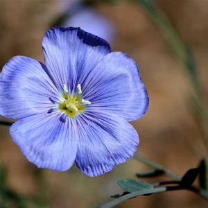 PERENNIAL |  BLUE FLAX/Perennial Flax | 30 - 40 Seeds | Rock Garden | Mass Plantings