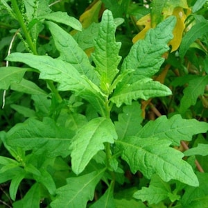 HERB | EPAZOTE | 50 Seeds | Mexican/Caribbean Cuisine | Attracts Beneficial Insects | Organic, Heirloom Seed