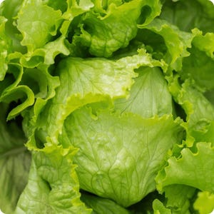 VEGETABLE | Organic ICEBERG LETTUCE | 100 Seeds | Fresh, Crisp, Salad | High Quality Seed