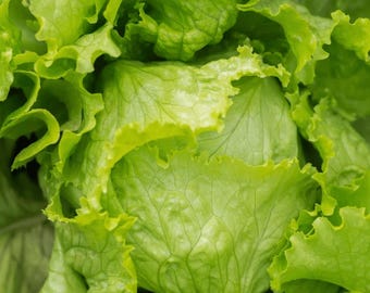 Puede incluir: Primer plano de una cabeza de lechuga verde con hojas apretadas.