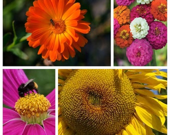 BUSY BEES GARDEN Seed Kit |Pollen Heavy Flowers |Dahlia Flowered Zinnia, Cosmos Mix, Giganteus Sunflower, Balls Orange Calendula|Pollinators