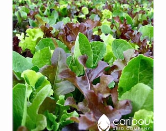 VEGETABLE: Organic MESCLUN MIX - 50 Seeds - Enjoy Fresh Salad - High Quality Seed & gmo Free
