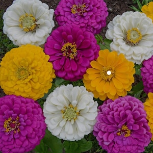 ANNUEL | ZINNIA &#39;Mardi Gras&#39; | 50 graines | Grandes belles fleurs | Attire les papillons, les abeilles et les colibris | Fleur coupée pour arrangements