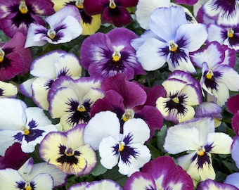 Anual | RASPBERRY DAYS Viola | 40-50 sementes | Framboesa, limão, flores azuis claras | Floresce durante todo o verão | Sementes frescas e orgânicas |