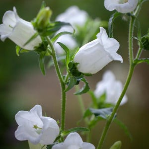 MEHRJÄHRIGE | PANCAMULA &#39;Weiße Glockenblume&#39; | 100 Samen | Rehbeständig | Schatten Tolerant | Schnittblume, Schmetterlingsgarten | Frischsaat