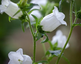 Vaste plant | CAMPANULA 'White Bellflower' | 100 zaden | Hertenbestendig | Schaduwtolerant| Snijbloem, vlindertuin | Vers zaad
