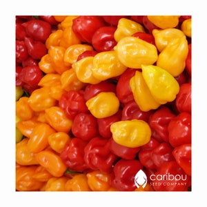 VEGETABLE: HABANERO PEPPER *50 Seeds* Fresh Organic Seed - Extremely Hot Chili Pepper