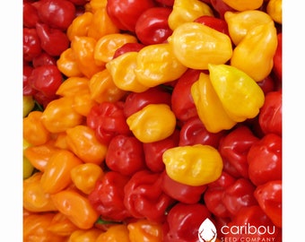 VEGETABLE: HABANERO PEPPER *50 Seeds* Fresh Organic Seed - Extremely Hot Chili Pepper