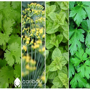 CHEF'S HERB GARDEN Seed Kit 10 Seed Types Arugula, Basil, Chives, Cilantro, Dill, Oregano, Parsley, Rosemary, Sage, Thyme Fresh Seed image 3