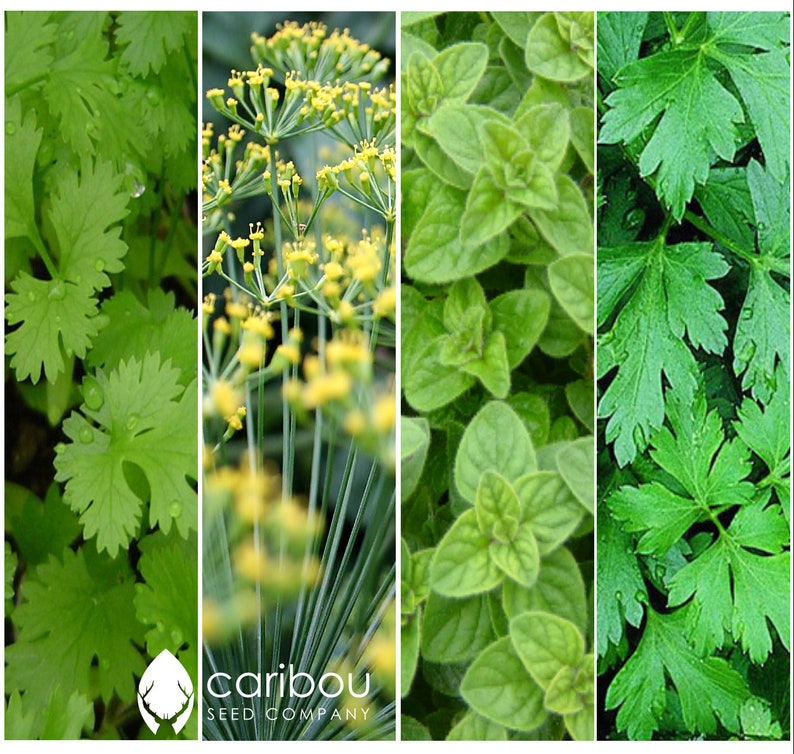 CHEF'S HERB GARDEN Seed Kit 10 Seed Types Arugula, Basil, Chives, Cilantro, Dill, Oregano, Parsley, Rosemary, Sage, Thyme Fresh Seed image 3