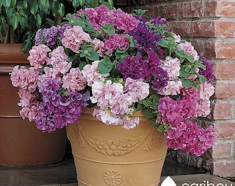 Semillas de petunia doble / Cascade Glorious Mix, 8 colores