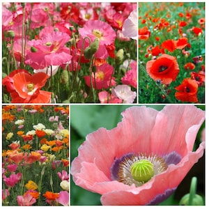 PRECIOUS POPPIES Seed Kit | 4 Pretty Poppy Flowers | California, Flanders, Giganthemum, Shirley | Fresh, Organic Seeds