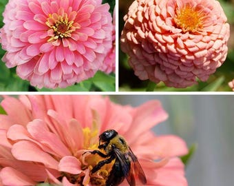 ANUAL | BUBBLEGUM MIX Zinnia | 50-60 Sementes | Lindas Flores Pêssego, Rosa, Salmão | Atrai Polinizadores, Borboletas, Abelhas