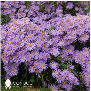 PERENNIAL |  New England ASTER | 40-50  Seeds | Attracts Butterflies, Pollinators | Deer & Rabbit Resistant | Fresh Organic Seed