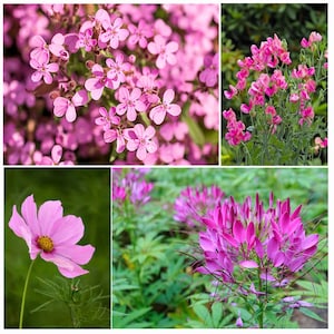 Caribou Seed Company | HÜBSCHE IN ROSA Garten | 4 Samenpäckchen | Pink Cleome, Pink Sensation Cosmos, Seifenkraut, Royal Pink Sweet Erbse