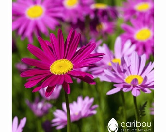 VIVACE | MARGUERITE AU PYRÉTHRE | 50-60 Graines | Robinsons Giant Single Mix | Fleurs audacieuses et colorées | Semences biologiques fraîches