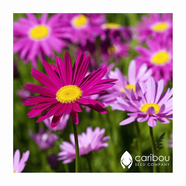 PERENNIAL | PYRETHRUM DAISY | 50-60 Seeds | Robinsons Giant Single Mix | Bold, Colorful Blooms | Fresh Organic Seed