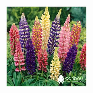 PERENE | Híbridos de Russell LUPINE MIX | 30 sementes | Jardim da casa de campo | atrai beija-flores | Flores perfumadas | Semente Orgânica
