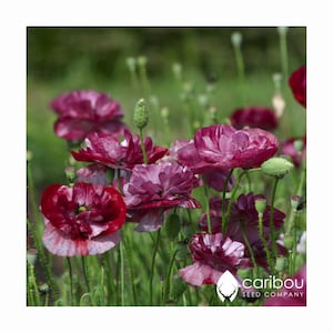 PERENNIAL | PANDORA POPPY  | 100+ Seeds | Beautiful Burgundy Blooms | Deer Resistant | High Quality, Fresh Seed