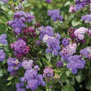 May include: A close-up of a cluster of purple and pink flowers. The flowers are in bloom and have a fluffy texture. The flowers are growing in a garden setting.