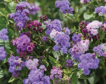 Graines Agératum Du Mexique 'Boule Blanche' - Plante Annuelle à Pompons Blancs Pour Massifs Et Bordures - Floraison De Juin à Octobre
