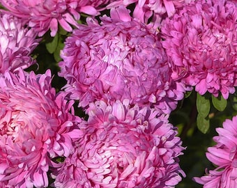 CARIBOU SEED COMPANY | Pink Aster | Annual | 50-60 Seeds | Callistephus chinensis | Fresh Canadian Seed | Heirloom Variety