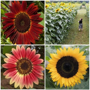 Peut inclure: Collage de quatre tournesols. Le tournesol en haut à gauche est rouge foncé avec un centre brun foncé. L'image en haut à droite montre un champ de tournesols. Le tournesol en bas à gauche est rouge et jaune avec un centre brun foncé. Le tournesol en bas à droite est jaune avec un centre brun foncé.