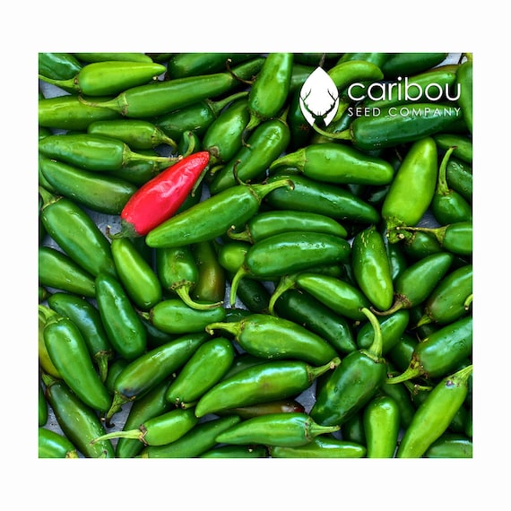 GEMSE | JALAPENO PFEFFER | 40 - 50 Samen | Frisches Bio-Saatgut | 6000  Scoville Einheiten | Erbstck Samen - Etsy Schweiz