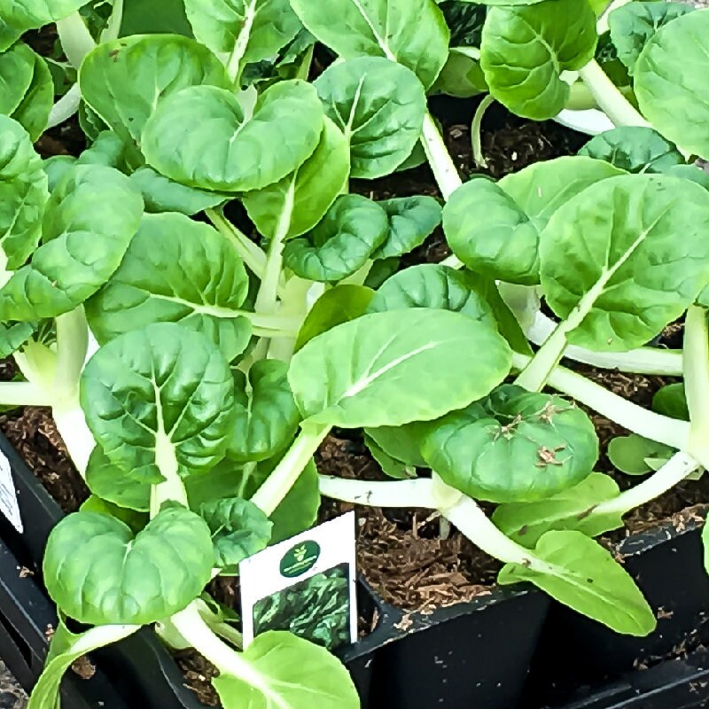 PLANTAARDIGE TOY CHOY Pak Choi Chinees/Aziatisch 4050 Etsy