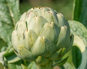 GEMÜSE | 'Green Globe' ARTISCHOCKE | 50-60 Samen | Hohe Yield | Erbliche Vielfalt
