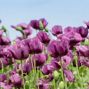 Annual HUNGARIAN BLUE POPPY 100 Seeds Large Purple Blooms Colorful, Stunning Beauty Fresh, Organic Seed image 2