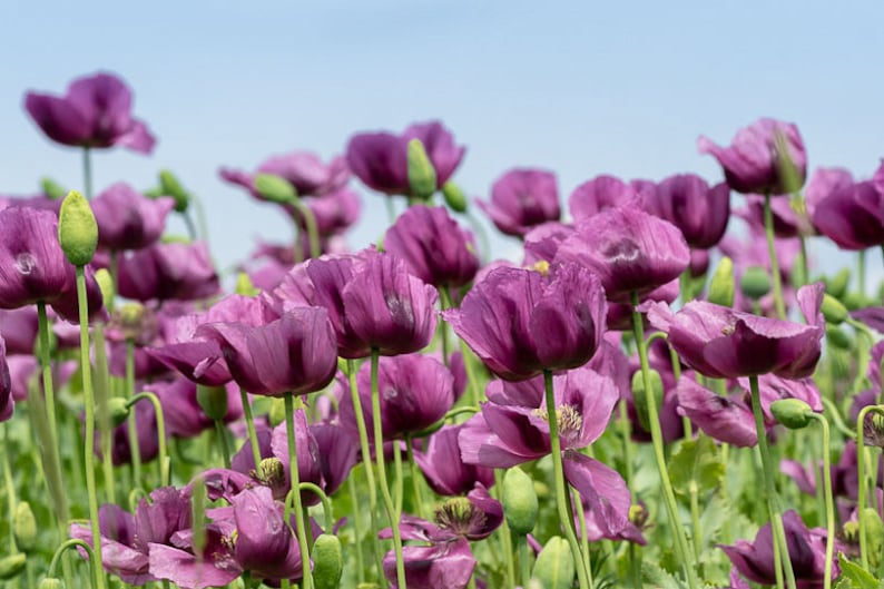 Annual HUNGARIAN BLUE POPPY 100 Seeds Large Purple Blooms Colorful, Stunning Beauty Fresh, Organic Seed image 2