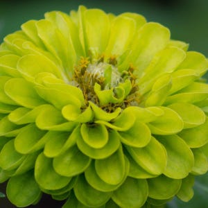 May include: A vibrant green zinnia flower with a central cluster of yellow pollen. The flower has many petals that are tightly packed together, creating a full and rounded shape.