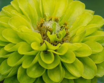 ROCZNA | ENVY ZINNIA | 50-60 nasion | Piękne limonkowo-zielone kwiaty | Przyciąga zapylacze, motyle, pszczoły | Idealna roślina cięta
