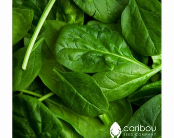 GEMÜSE | Bio-Spinat 'Olympia' | 50-60 Samen | Qualitätssamen | Salat Grün, schnell Wachsend