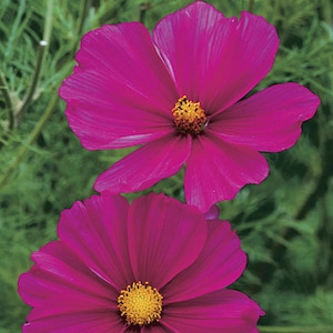 ANNUAL | COSMOS Sensation Pink | 40-50 Seeds | Attracts Butterflies & Bees | Fresh, Organic Seed | High Germination