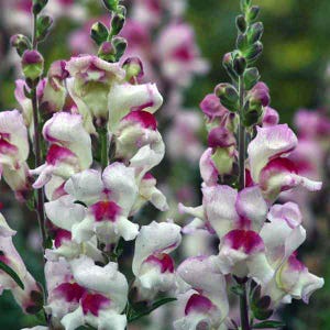 ANNUAL | &#39;Lucky Lips&#39; SNAPDRAGON | 150-200 Seeds | Attracts Butterflies & Bees | Fresh, Organic Seed | High Germination