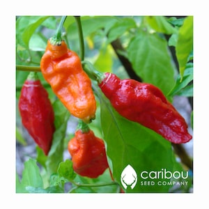 VEGETABLE | GHOST PEPPER | Bhut Jolokia | 10 Seeds | Fresh Organic Seed | Extremely Hot Chili Pepper|Capsicum chinense × Capsicum frutescens