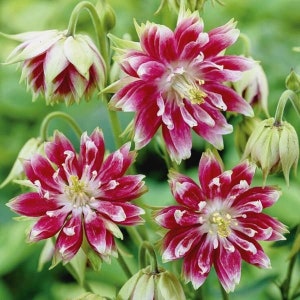 Puede incluir: Primer plano de cuatro flores de aquilegia rosa y blanca con follaje verde. Las flores tienen una forma de estrella con múltiples pétalos.