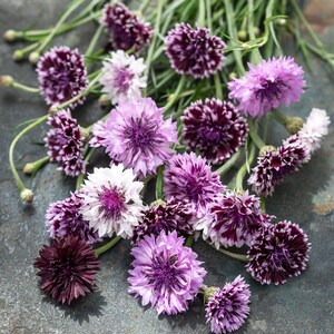 Jaarlijks | CENTAUREA Klassieke Magische Mix | 50-60 zaden | Trekt vlinders, bijen en bestuivers aan | Biologisch, vers zaad
